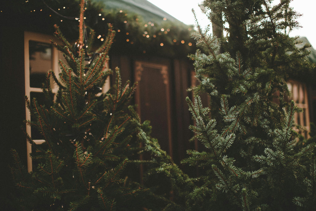 Holiday & Winter Collection